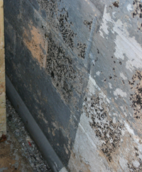 moisture and mold on basement wall