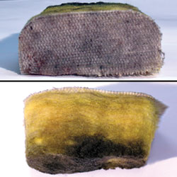 Moldy fiberglass and fabric basement wall panels.